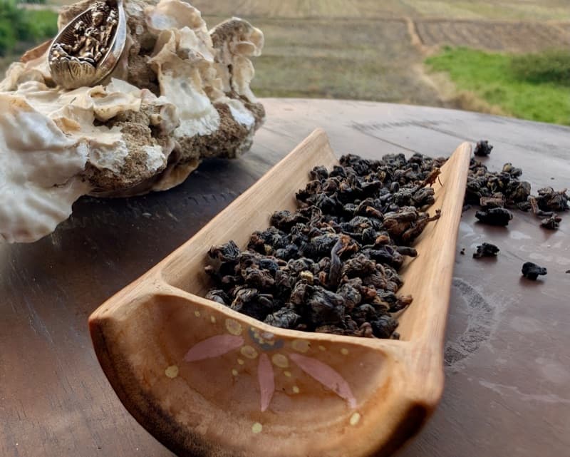 2026 GABA Ruby — Qing Xin cultivar